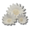 Rumianek(20 szt. w opak.)(biały) Średnice kwiatu:od 3,5cm do 6cm