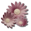 Rumianek(20 szt. w opak.)(fioletowy) Średnice kwiatu:od 3,5cm do 6cm