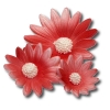 Rumianek(20 szt. w opak.)(czerwony) Średnice kwiatu:od 3,5cm do 6cm