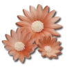 Rumianek(20 szt. w opak.)(łososiowy) Średnice kwiatu:od 3,5cm do 6cm